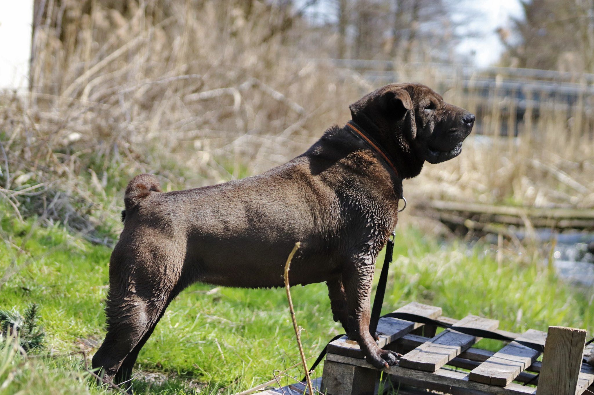 Shar-pei Kufa do adopcji