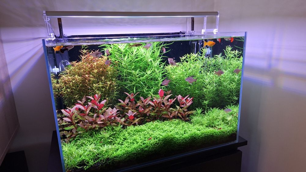 Akwarium 60x40x40 cały zestaw