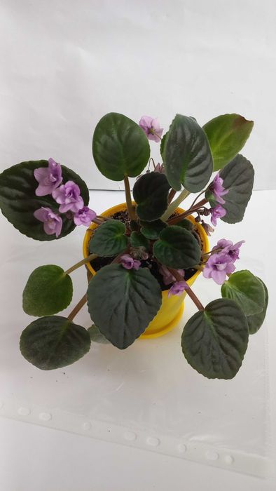 Кімнатна квітка фіалка