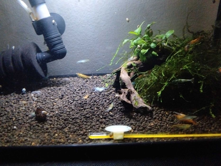 Neocaridinas Sortidos