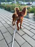 Rosyjski toy do adopcji roczny chlopak