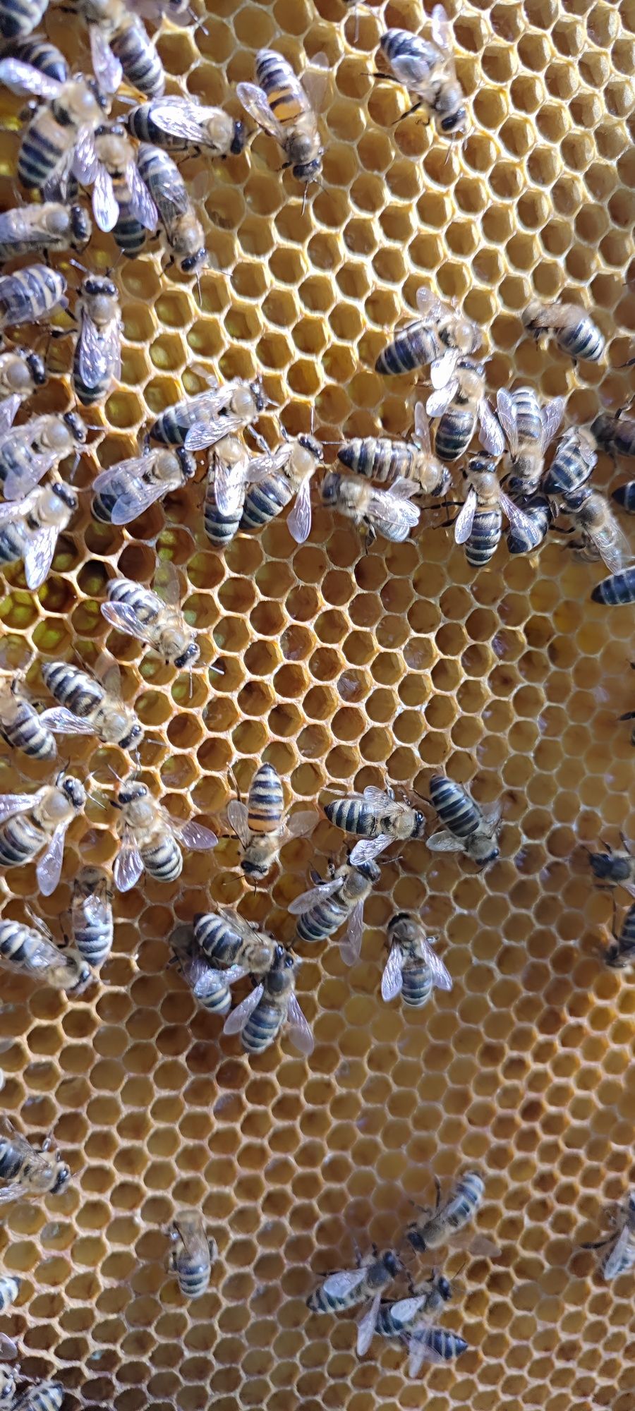 Бджоли вулик відводок