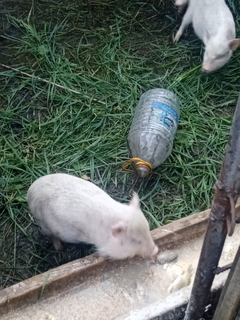 Поросята різного віку