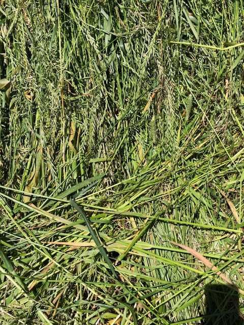 Vende se feno do ano passado, de aveia e triticale  20 eur cada fardo