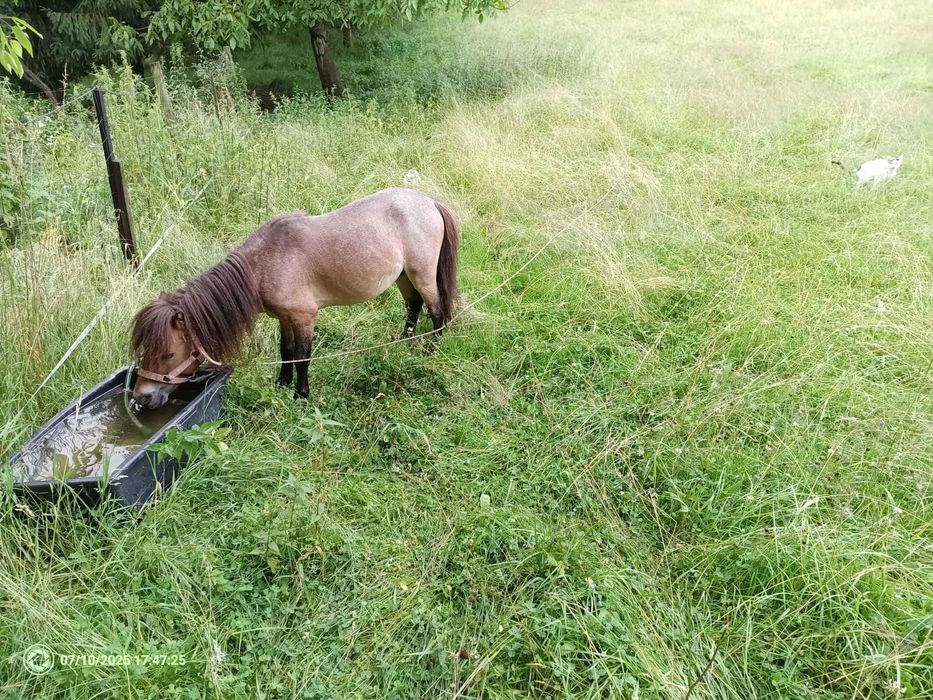 PILNE ogierek jasnogniady lub zamiana