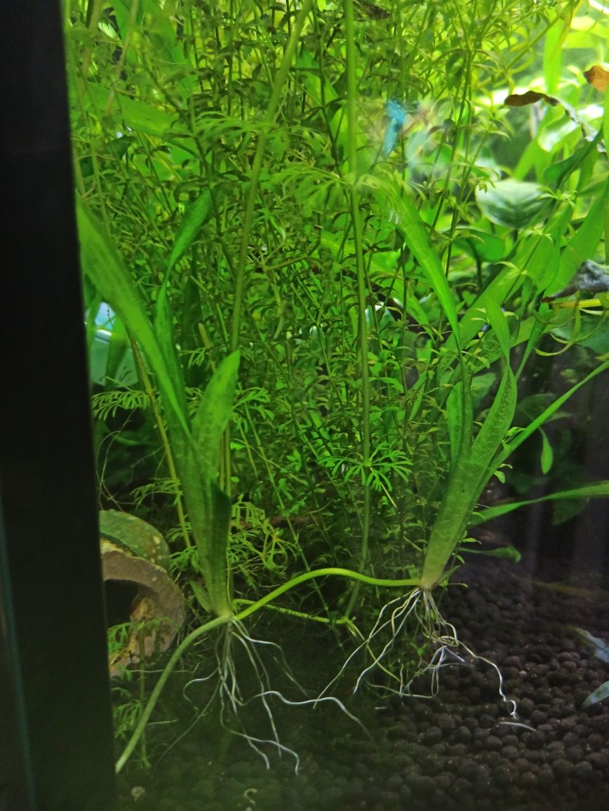 Vallisneria green americana