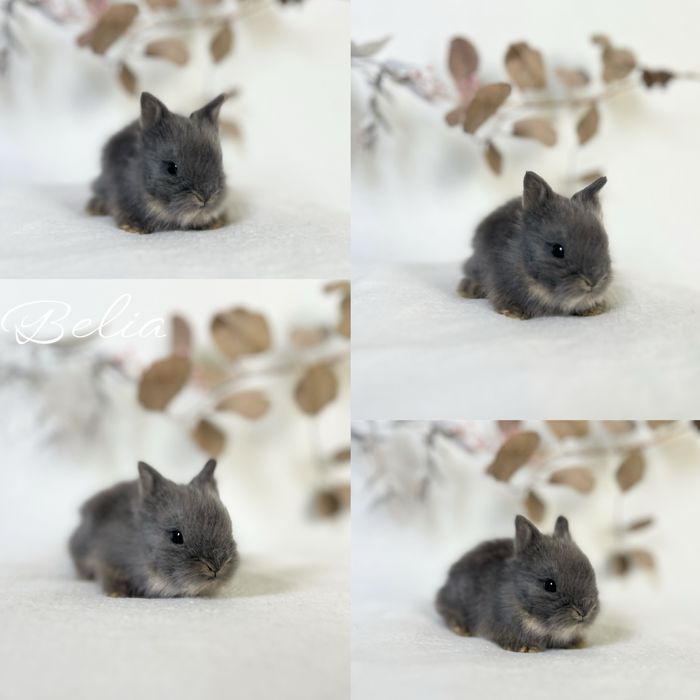 Króliczki Karzełki Teddy oraz mini lopki 100% czysto rasowe