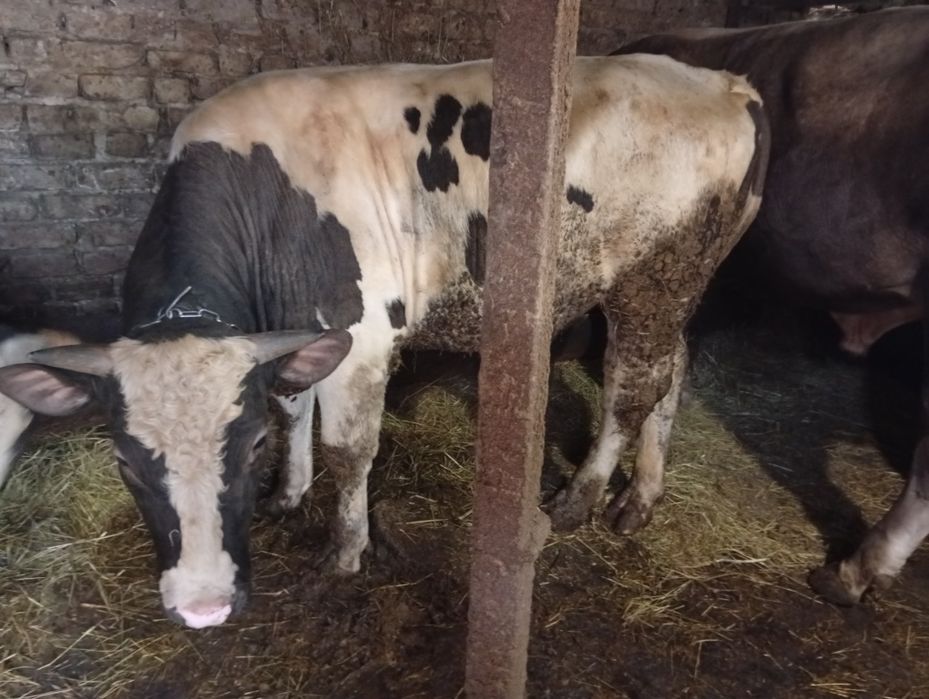 Продам живою вагою бичків