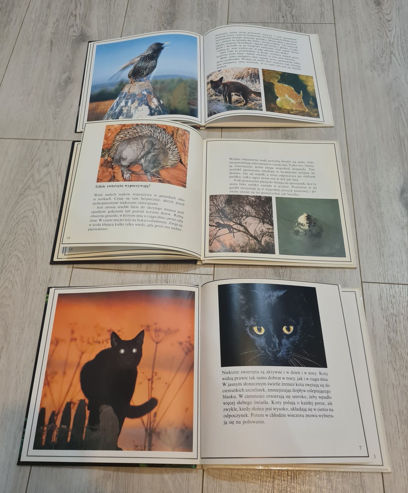 Książka zestaw Zwierzęta