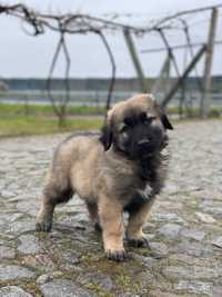 Cachorro Serra da Estrela