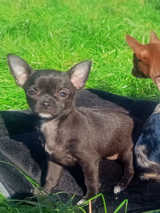 Chihuahua krótkowłosa XS - mini czarna suczka