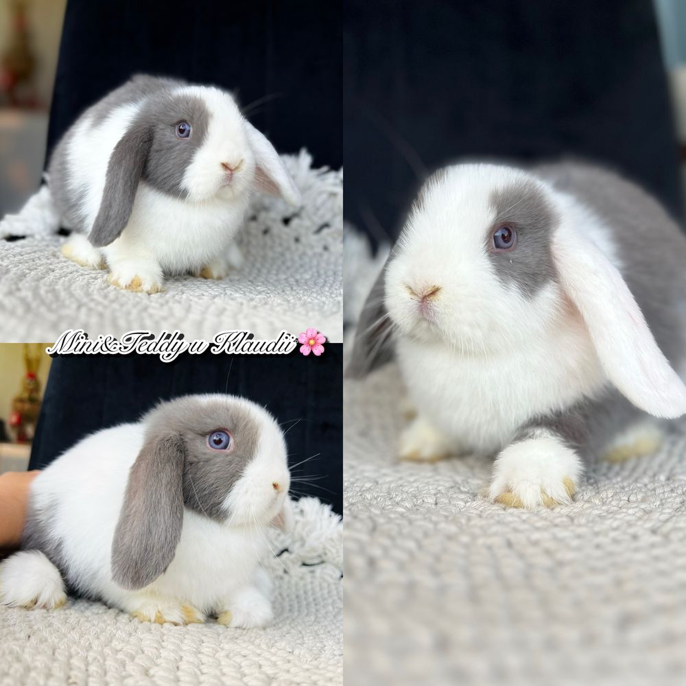Mini lop - gotowe do odbioru. Króliczki rasowe z hodowli (miniaturki)