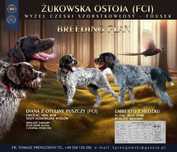 Wyżeł Czeski Fousek - rodowód FCI