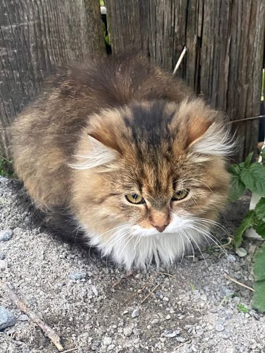 Гарнюній котик в добрі руки