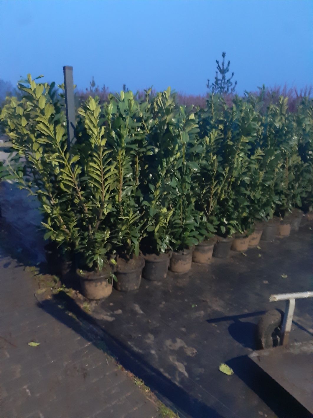 Laurowiśnia novita 120-160cm (sosna cis bonsai szmaragd klon katalapa