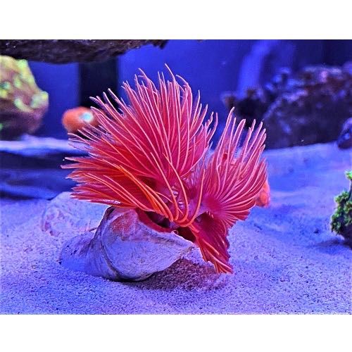 Protula bispiralis Rurówka Red