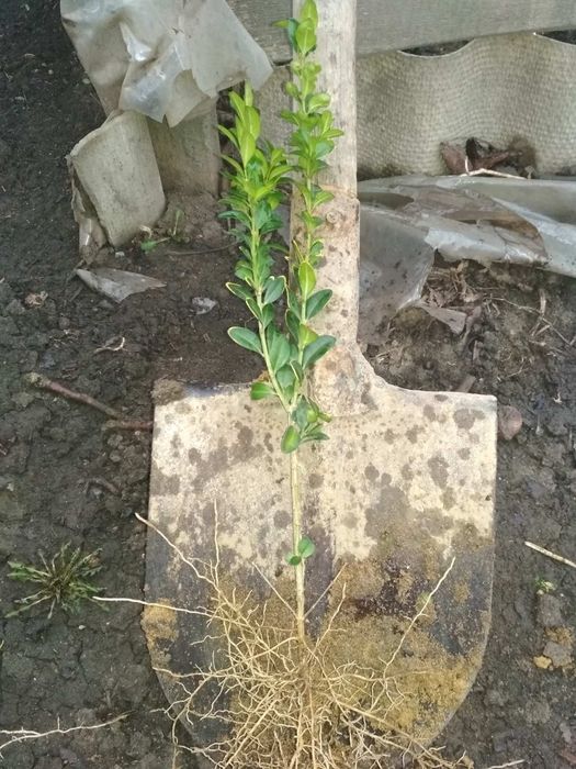 Самшит з гарним кореневищем