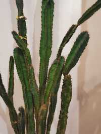 Kaktus, (kwiatek)