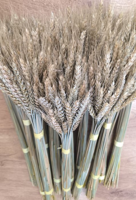 Колоски пшениці жита льон сухоцвіти для декору дідуха