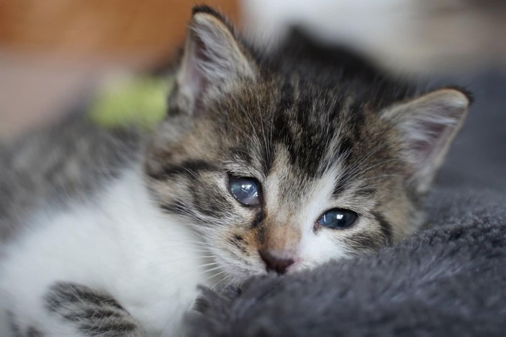 DWUPAK Dwie małe kotki do adopcji tylko WSPÓLNIE