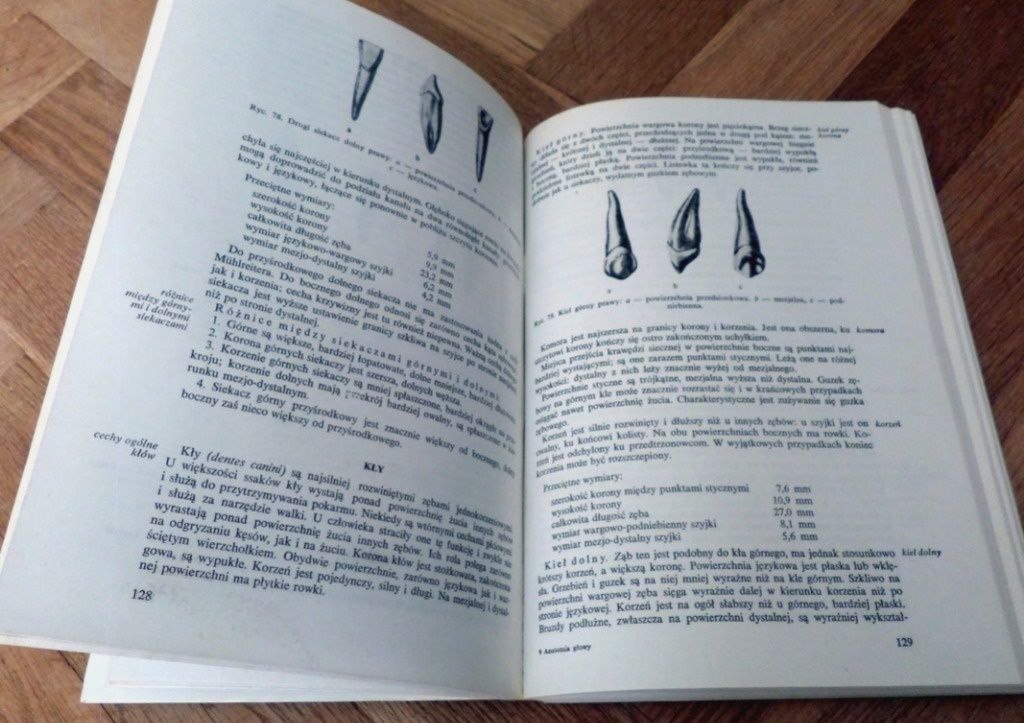 ANATOMIA GŁOWY DLA STOMATOLOGÓW 1985 wyd. V podręcznik dla dentystów