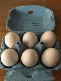 Ovos de galinha galados