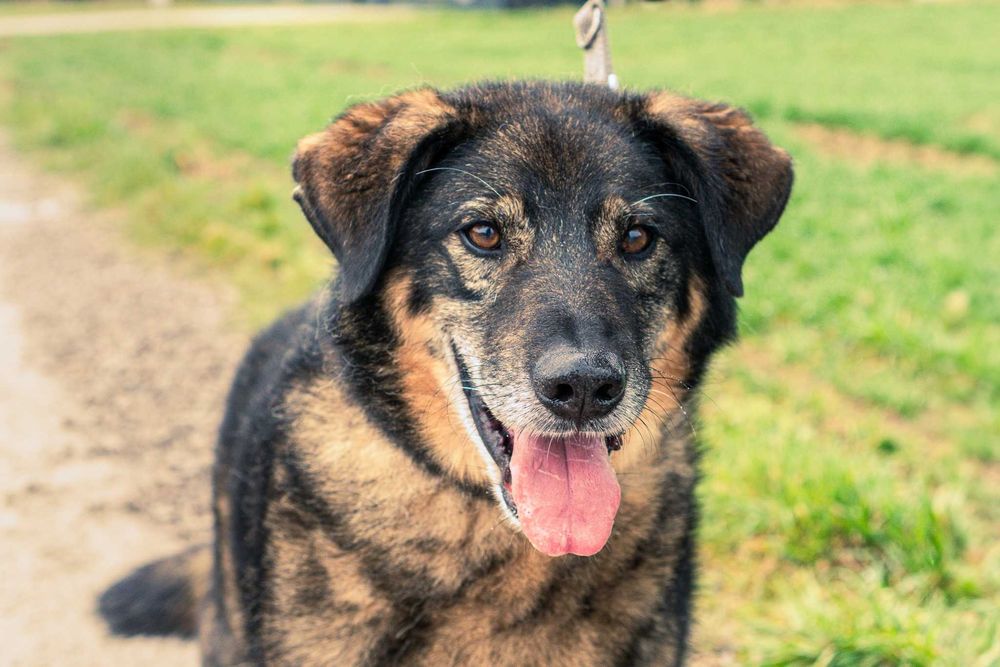 Bigosik - grzeczny, wspaniały, idealny, dojrzały piesek do adopcji