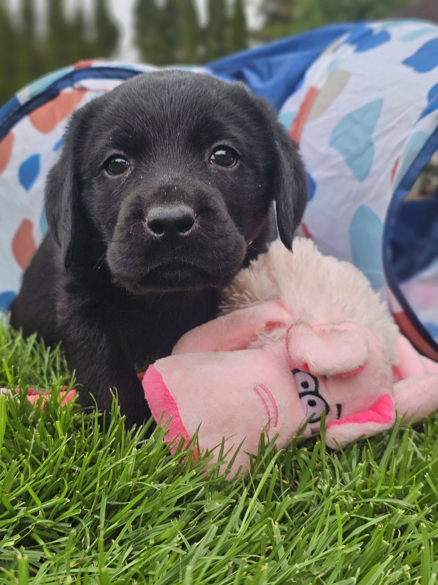 Labrador Retriever czarny pies