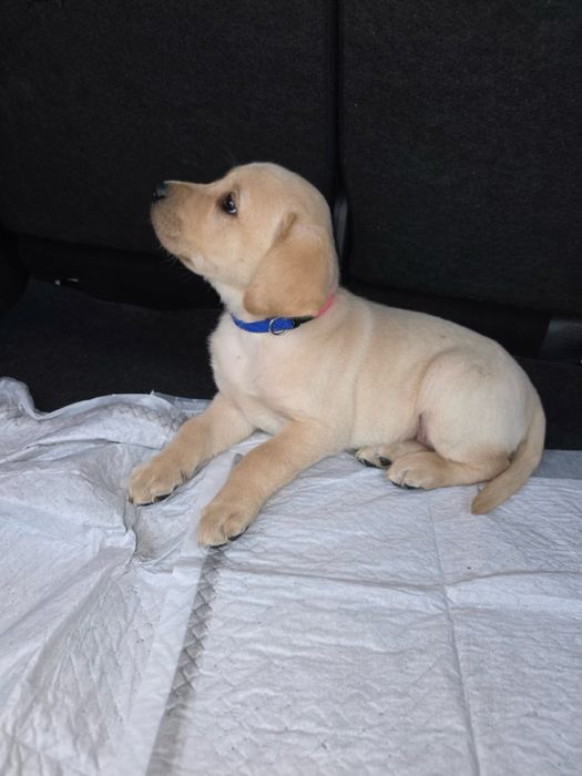 Цуценята Чистокровного Лабрадора (Дівчатка)