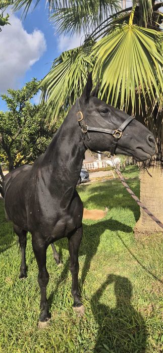 Égua Lusitana (PSL) preta - doce e excelente mãe