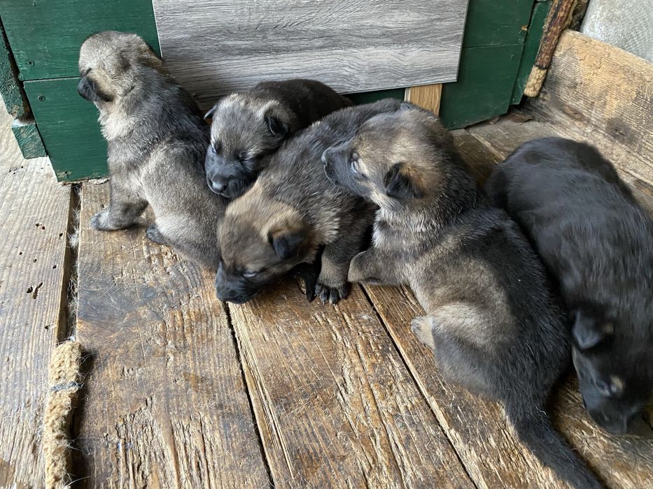 Цуценята німецької вівчарки