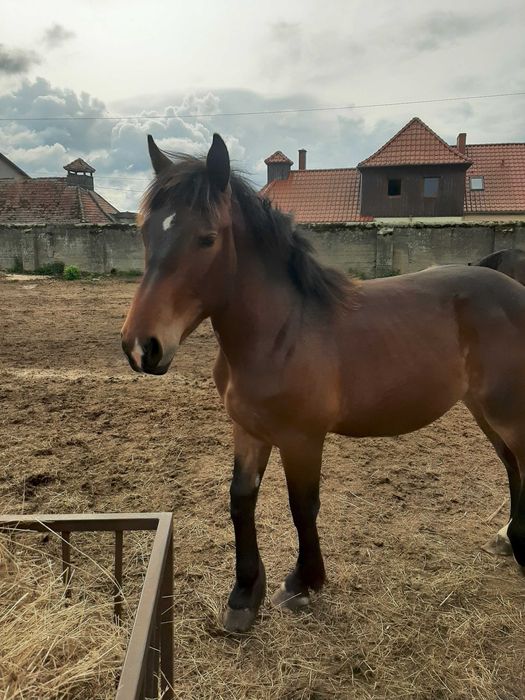 Ogierek ciemnogniady  17 miesięcy  zimnokrwisty