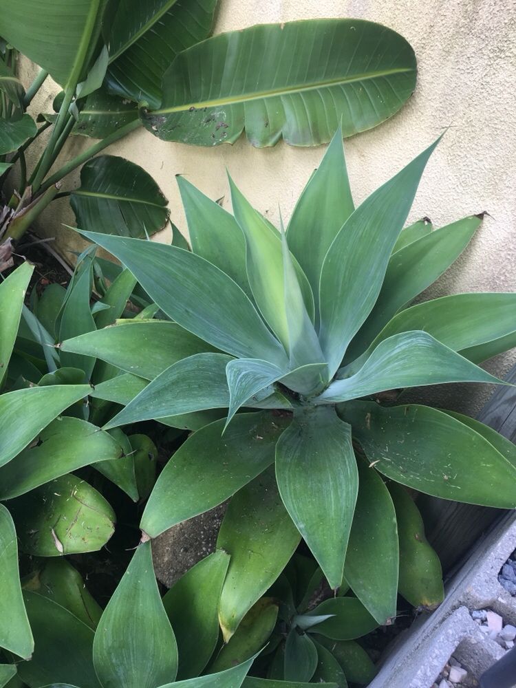 Cacto Agave - Diversos tamanhos, vaso incluído