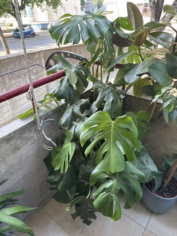 planta costela de adao