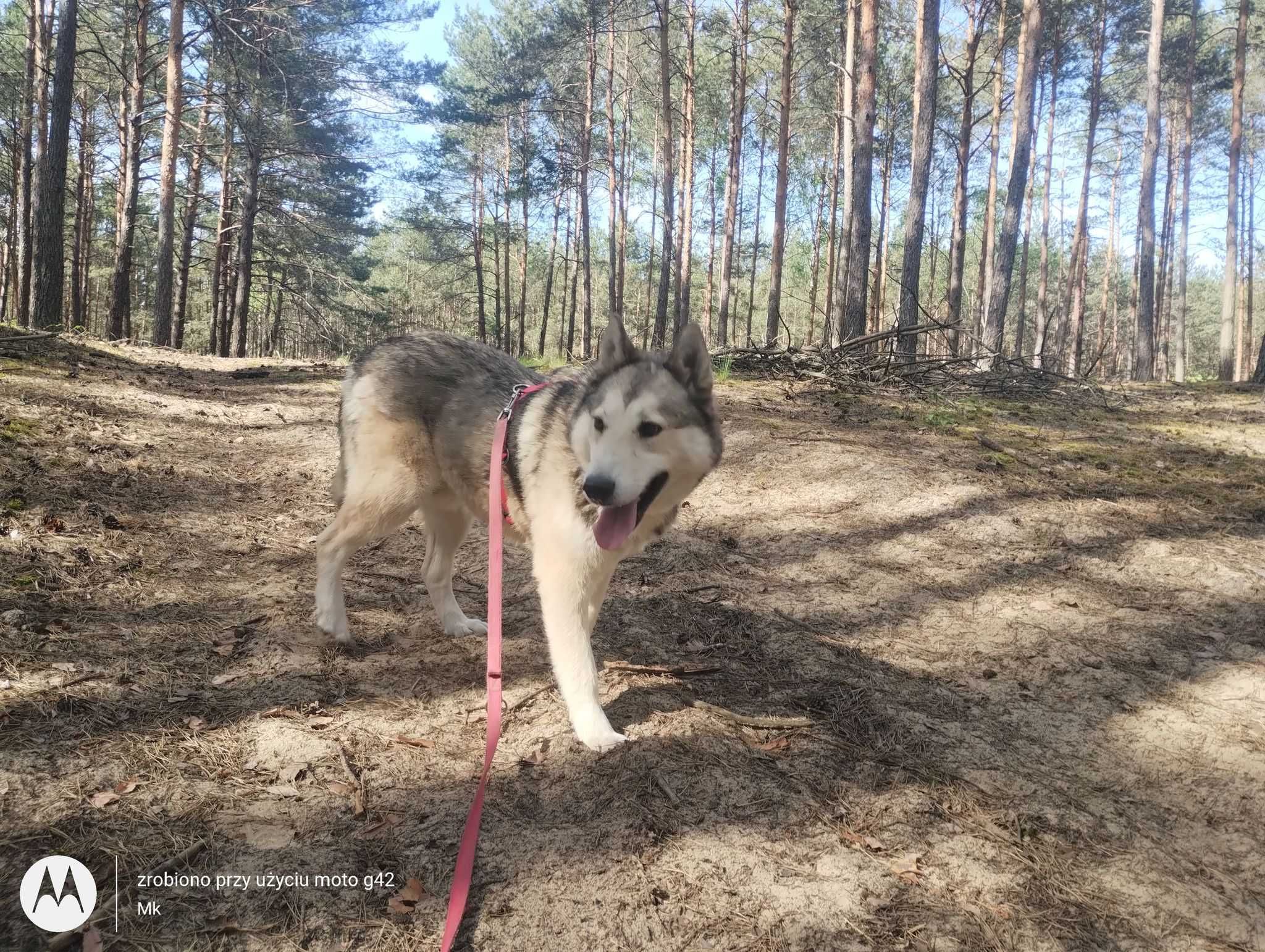 Kenobi mix husky/łajka