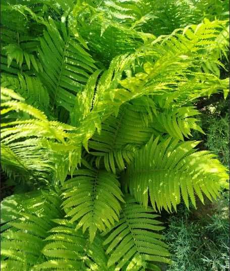 Папоротник садовый,хоста.плющ