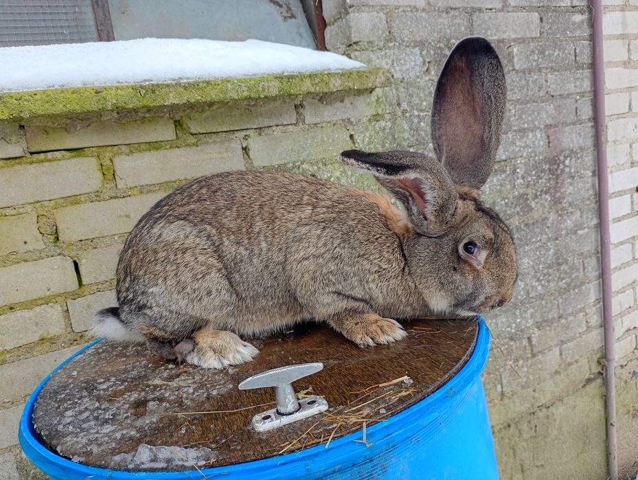 Olbrzym belgijski szary