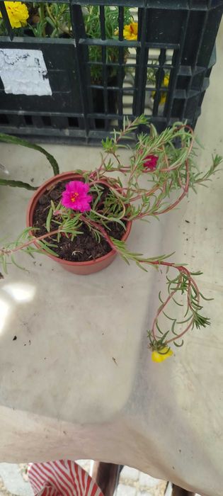 Suculentas lindas por apenas 2.50€