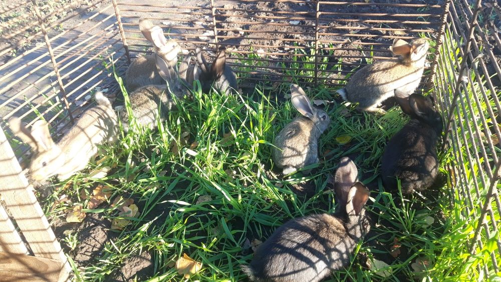 Sprzedam młode króliki