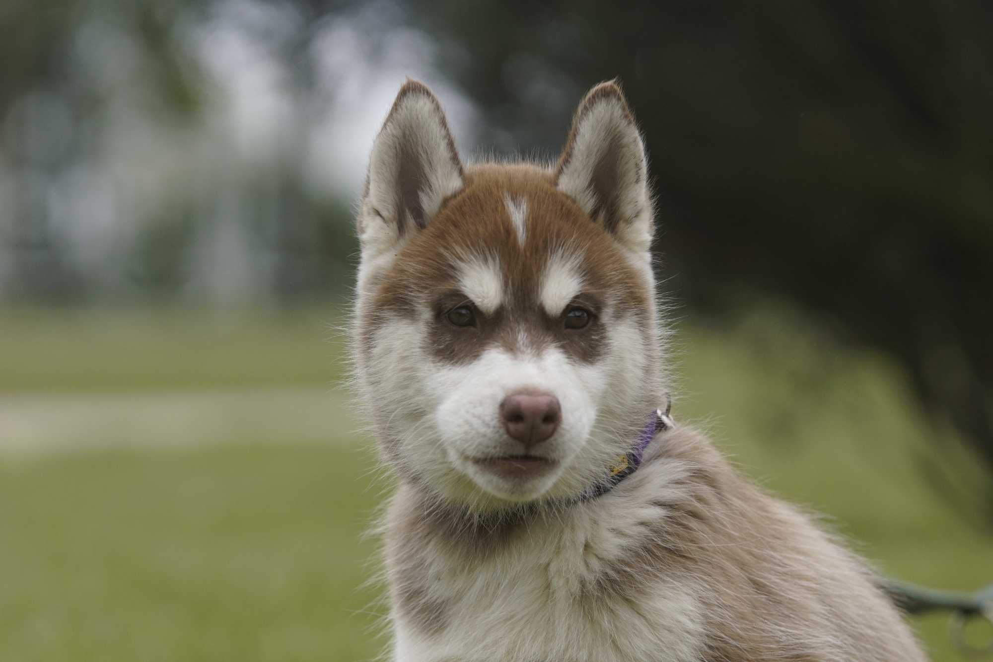 Siberian Husky FCI piesek