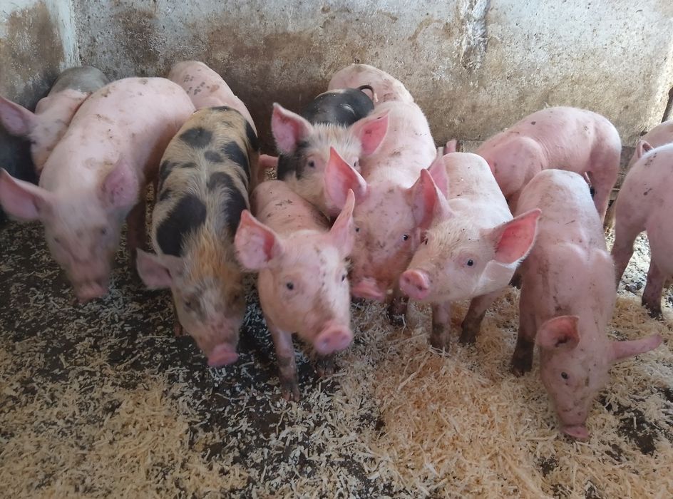 Продам поросят два місяці
