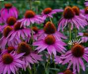 Jeżówka purpurowa -Echinacea purpurea