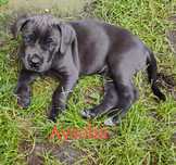 Cane Corso piękna błekitna suczka