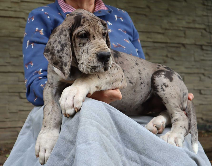 Bardzo mocnej budowy suczka merle Dog Niemiecki FCI ZKwP tata włoch