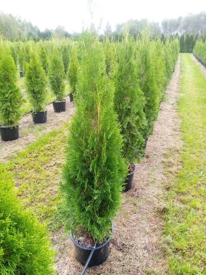 Tuja Thuja szmaragd doniczka 12l do 140cm  35 zł