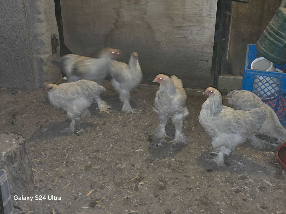 Brahma olbrzymia isabell