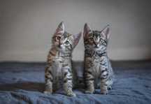 Koteczki do adopcji ;)