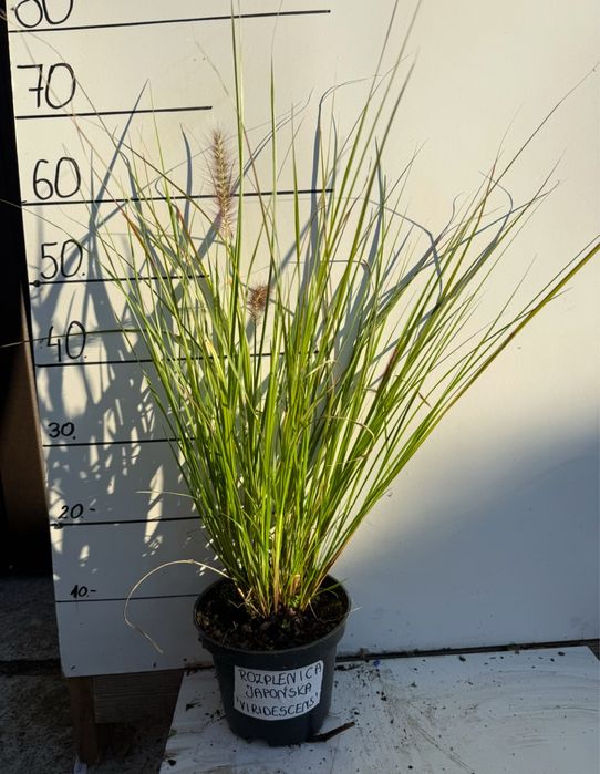 Rozplenica japońska viridescens 2 l