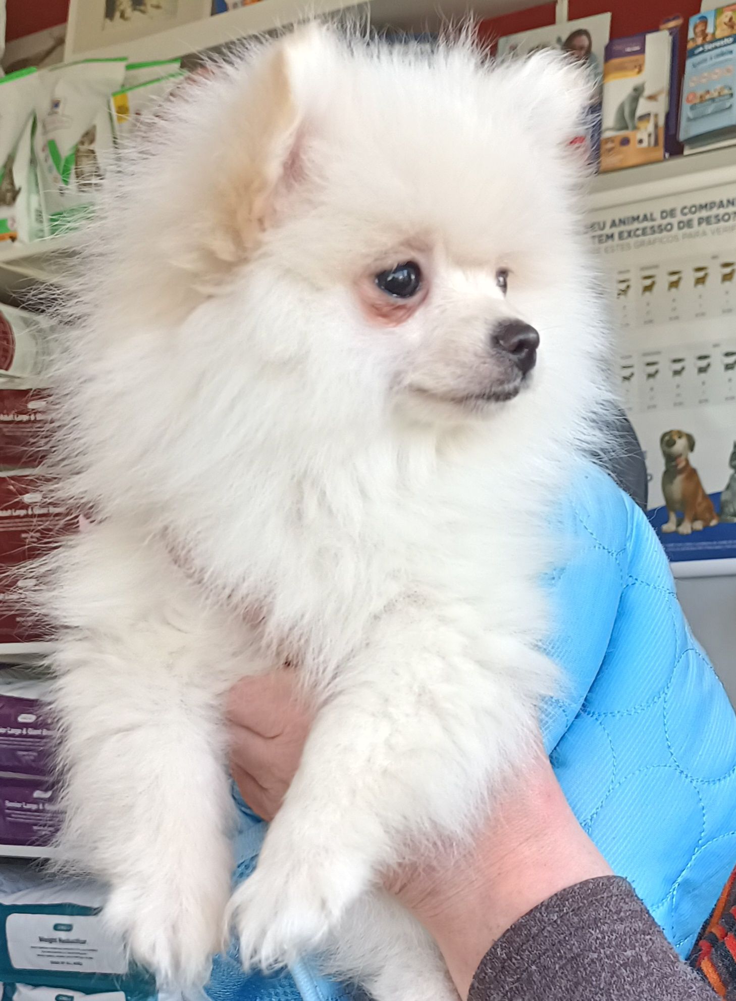 Spitz Alemão anão