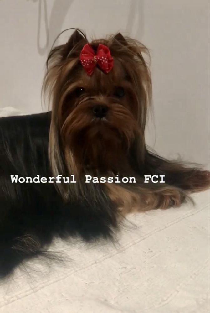 York, Yorkshire terrier FCI ZKwP